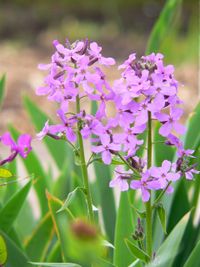 Violett blühende Pflanze in der Nahaufnahme