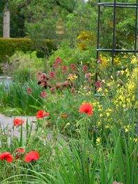 Rote und gelbe Blumen blühen im grünen Garten, rechts ist ein Rankgitter zu sehen.