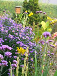 Violette und gelbe Blumen blühen in einem grünen Garten, im Hintergrund ist ein Vogelhäuschen zu sehen