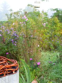 Violette Blumen blühen in einem grünen Garten, links ist ein Korbgeflecht zu sehen
